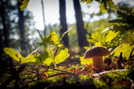 Season porcini mushroom growing in wood. Autumn season pick up mushrooms. Healthy vegetarian food growing in nature. Forest organic plants