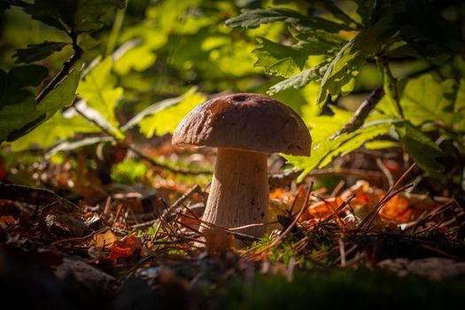Closeup porcini mushroom grow in oak forest. Autumn season pick up mushrooms. Healthy vegetarian food growing in wood. Forest organic plants