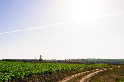 Green Field of wheat, blue sky and sun, white clouds. wonderland