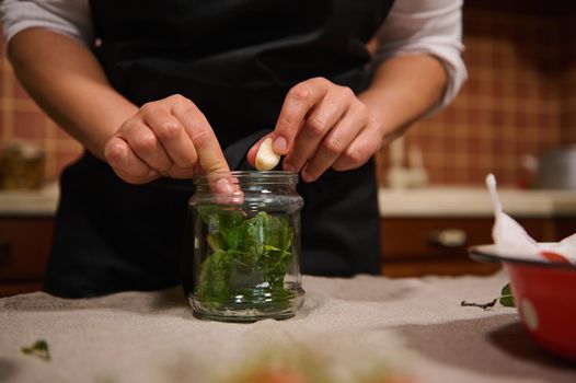 Details: Chef's hands putting fresh garlic, green leaves of umbrella dill and fragrant culinary herbs in sterilized jar, canning delicacy for organic seasonal vegetables for winter. Food preserves