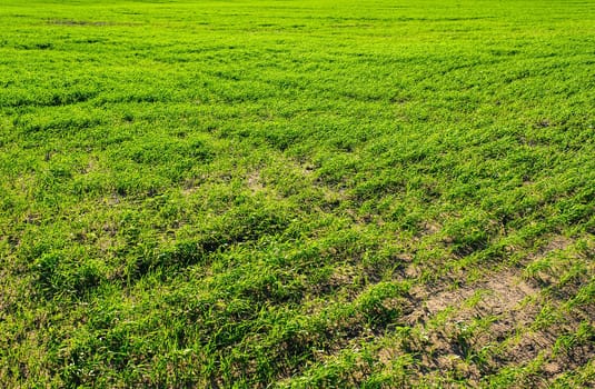 Green Field of wheat, blue sky and sun, white clouds. wonderland