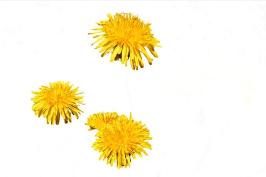 A widely distributed weed of the daisy family, with a rosette of leaves, bright yellow flowers followed by globular heads of seeds with downy tufts, and stems containing a milky latex.
