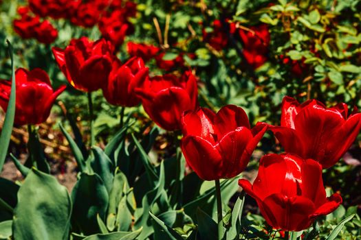 a bulbous spring-flowering plant of the lily family, with boldly colored cup-shaped flowers