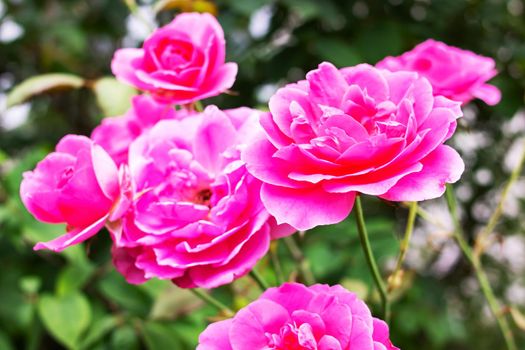 A Large flowers of pink roses close up