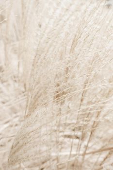 Beauty in nature, balanced lifestyle, environmental concept - Rustic autumn field