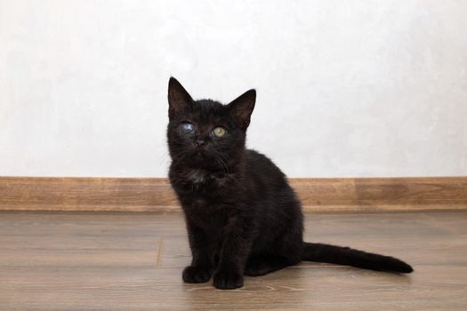 Little black kitten sitting on the floor close up