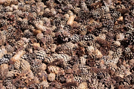 Brown spruce cones close up background or texture