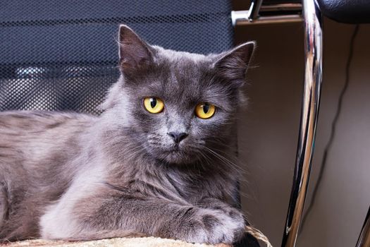 A cat lies on a computer chair close up