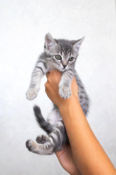 Small gray kitten in his hands on a gray background close up