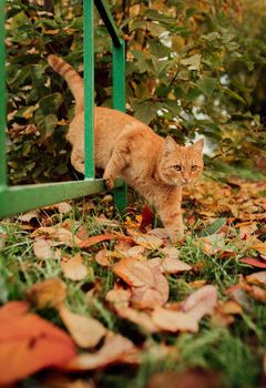 red cat walks around the city in autumn foliage