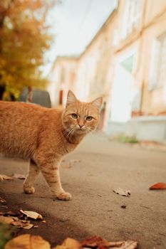 red cat walks around the city in autumn foliage