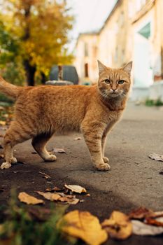 red cat walks around the city in autumn foliage