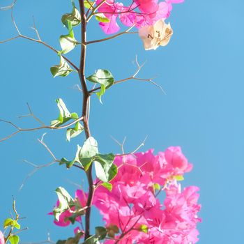 Pink flowers and blue sunny sky - floral background, spring holidays and womens day concept. Living life in bloom