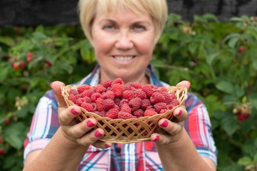 middle-aged blonde woman picks ripe raspberries in a basket, summer harvest of berries and fruits, sweet vitamins all year round. High quality photo