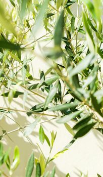 Olive tree and sunshine - gardening, nature background and environmental concept. The beauty of a green garden