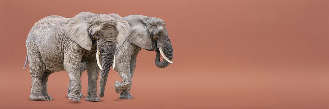 Isolate of two walking elephants. African elephants isolated on a uniform background. Photo of elephants close-up, side view