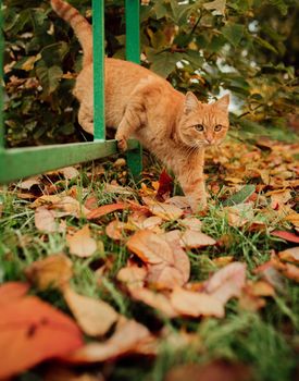 red cat walks around the city in autumn foliage