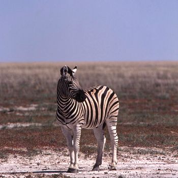 plains zebra (equus burchellii), etosha national park, namibia, africa