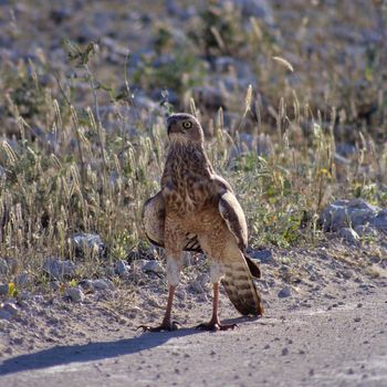 Steppe Buzzard (Buteo buteo) in etosha national park