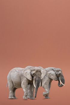 Isolate of two walking elephants. African elephants isolated on a uniform background. Photo of elephants close-up, side view