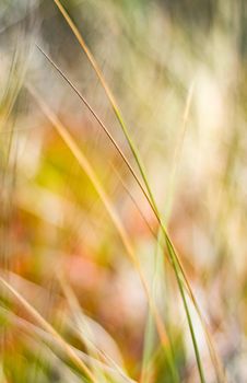 Beauty in nature, balanced lifestyle, environmental concept - Rustic spring field