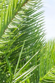 Exotic vacation, botanical background and summer travel concept - Palm leaves in summertime