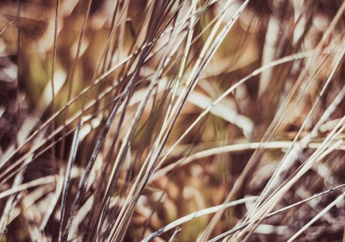 Beauty in nature, balanced lifestyle, environmental concept - Rustic summer field