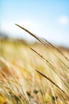 Beauty in nature, balanced lifestyle, environmental concept - Rustic spring field