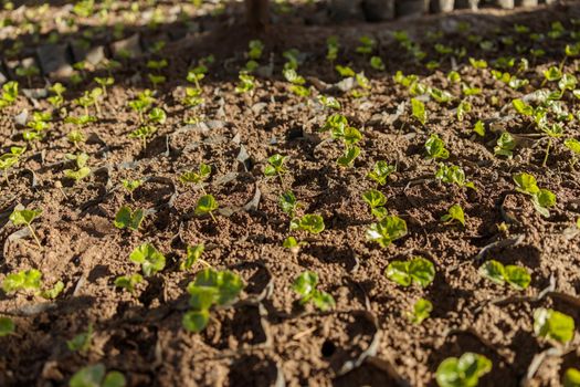 Arabica trees growing in black bag in the agricultural farm in Africa region