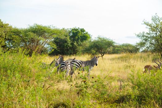 Plains zebras in natural habitat, South Africa