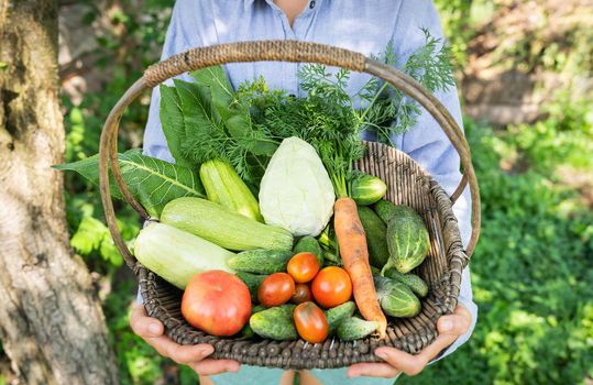 The farmer stands in the garden and holds a wooden basket with homemade vegetables in his hands. Selective focus. The concept of harvesting from the garden, close-up. Agriculture