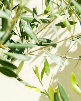 Olive tree and sunshine - gardening, nature background and environmental concept. The beauty of a green garden