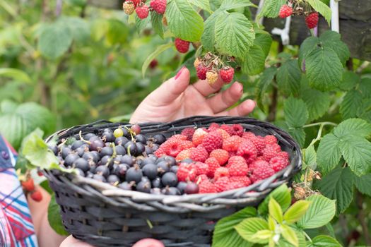 middle-aged blonde woman picks ripe raspberries in a basket, summer harvest of berries and fruits, sweet vitamins all year round. High quality photo