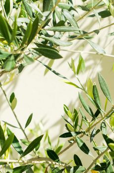 Olive tree and sunshine - gardening, nature background and environmental concept. The beauty of a green garden