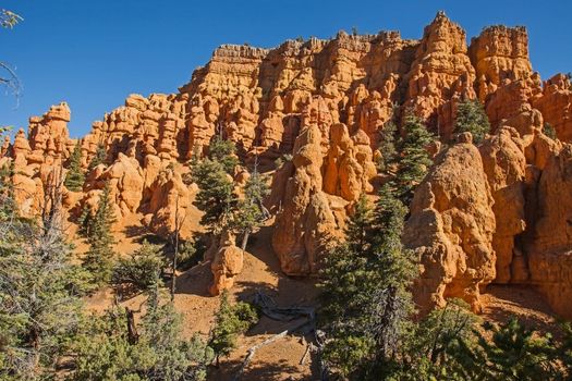 Hoodoos and trees on the Castle bridge Trail in Red Canyon, Dixie Naional Forest. Utah