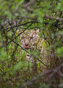 Young Leopard (Panthera pardus) hiding behind some bushes