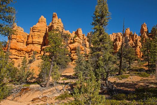 Hoodoos and trees on the Castle bridge Trail in Red Canyon, Dixie Naional Forest. Utah