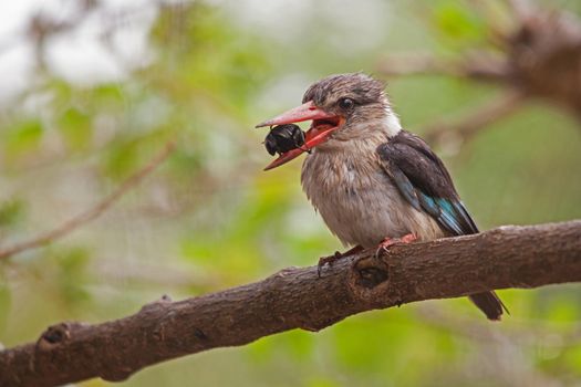 Brown-hooded Kingfisher (Halcyon albiventris) with beetle breakfast in Kruger National Park. South Africa