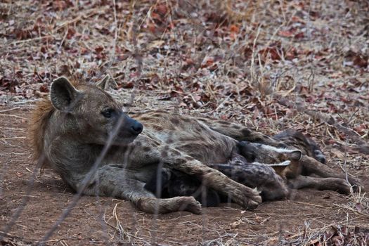 Spotted Hyena (Crocuta crocuta) female nursing her cubs in Kruger National Park. South Africa