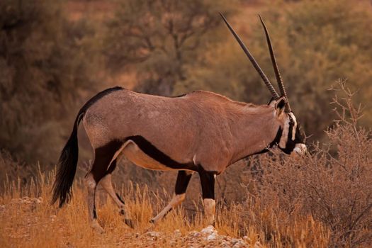 A lone Oryx in the Kgalagadi Trans Frontier Park. South Africa.