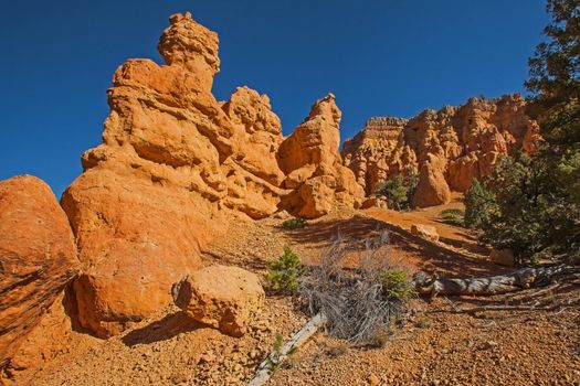 Hoodoos and trees on the Castle bridge Trail in Red Canyon, Dixie Naional Forest. Utah
