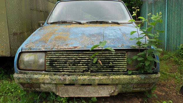 Defective recycled blue car from which the seedlings grow. Plants that grow from the bumper of an abandoned car.