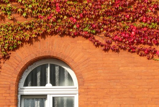 Parthenocissus tricuspidata or Japanese creeper turning red in august. The plant is growing against an orange wall from an old building. Part of a white window. 