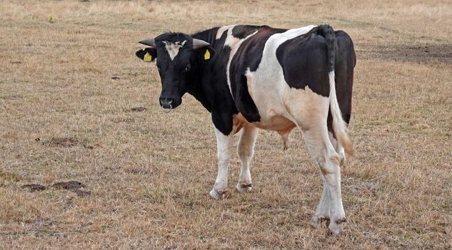 A Holstein-Frisian bull turning his head.  He has shapely horns and a nose ring. The weather is extremely dry this year. This meadow is located in a nature reserve. Water is brought here by tractor.