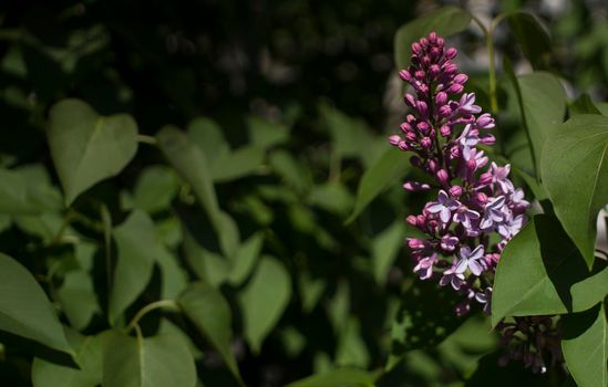 Flower background - lilac flowers in spring garden . High quality photo