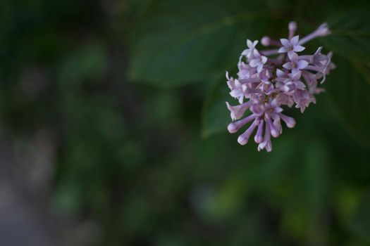 Flower background - lilac flowers in spring garden . High quality photo