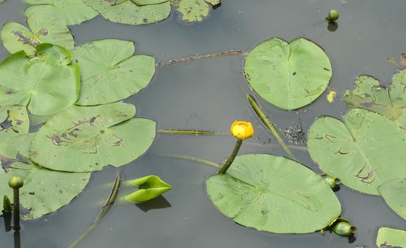Nuphar lutea or yellow water-lily is a native aquatic plant in Germany. It's part of  the family Nymphaeaceae.