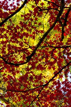 The leaves of a red Japanese maple tree beneath another tree with yellow leaves