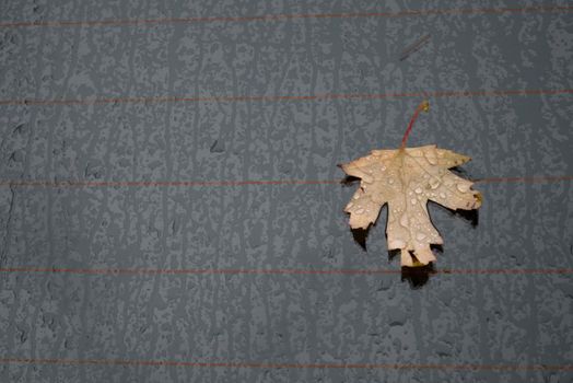 Autumn marple leaf on rainy gray surface. Top view