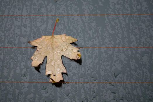 Autumn marple leaf on rainy gray surface. Top view